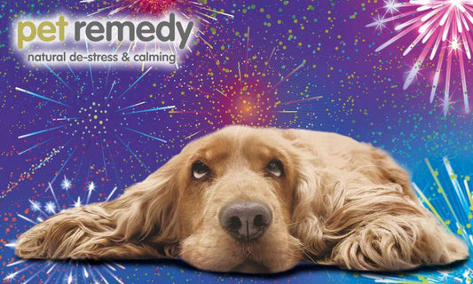 Fireworks and Dogs: Keeping Your Canine Companion Safe and Calm