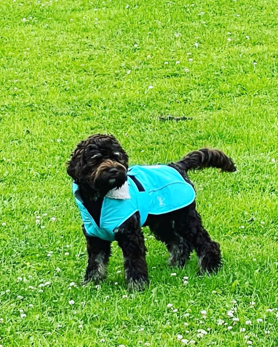 DRYBONES Waterproof Dog Coat - Aqua Blue