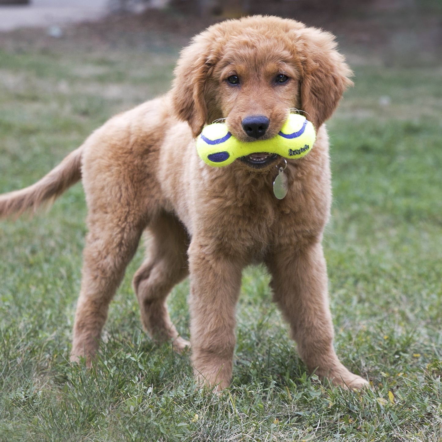 KONG AIRDOG SQUEAKER DUMBBELL