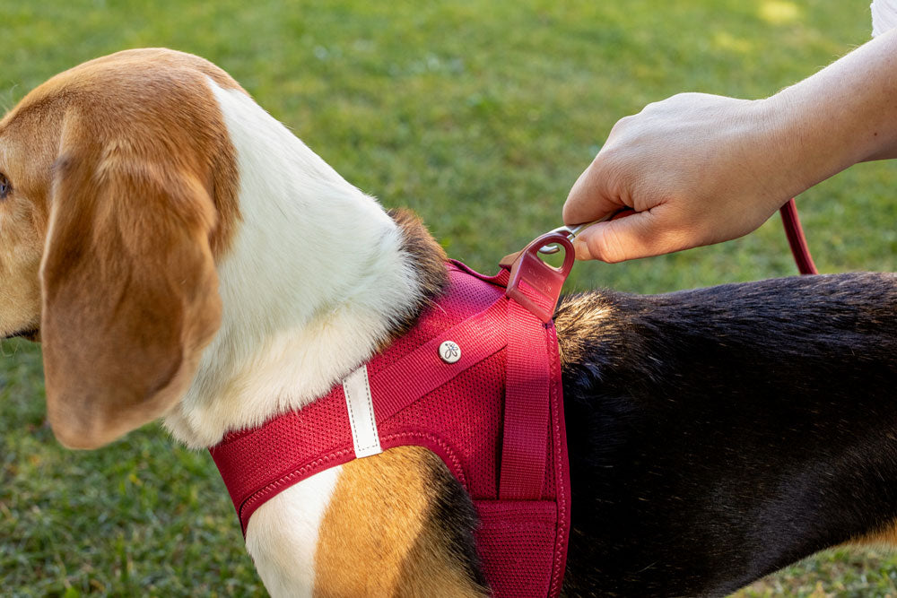 Curli Vest Harness Air-Mesh - Blue