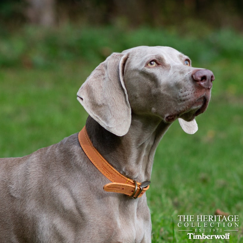 Timberwolf Leather Collar - Mustard