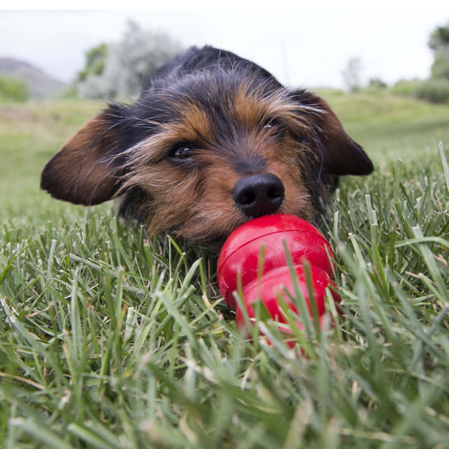 KONG EASY TREAT PEANUT BUTTER