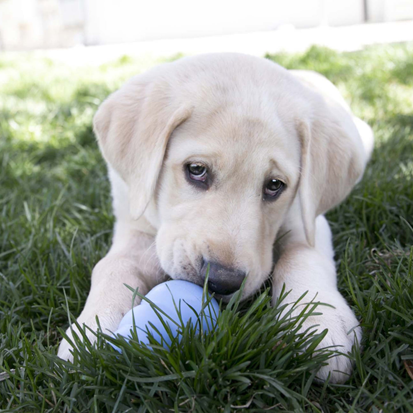 KONG PUPPY