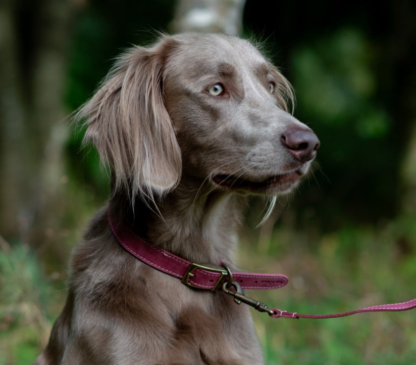 Timberwolf Leather Collar - Raspberry